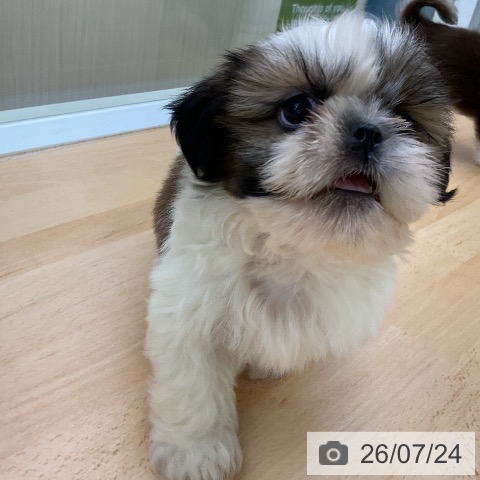 福岡県のシーズー (ペットプラス 福岡店/2026年5月14日生まれ/男の子/ゴールドホワイト)の子犬の3枚目の画像