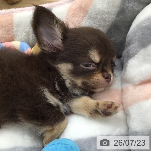 福岡県のチワワ(ロング) (ペットプラス 春日店/2026年5月18日生まれ/男の子/チョコレートタン)の子犬の4枚目の画像
