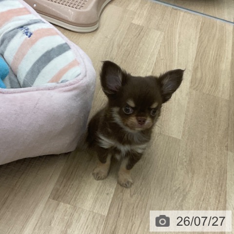 福岡県のチワワ(ロング) (ペットプラス 春日店/2026年5月18日生まれ/男の子/チョコレートタン)の子犬の3枚目の画像