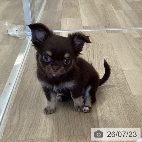 福岡県のチワワ(ロング) (ペットプラス ららぽーと福岡店/2026年5月18日生まれ/女の子/チョコレートタン)の子犬の3枚目の画像