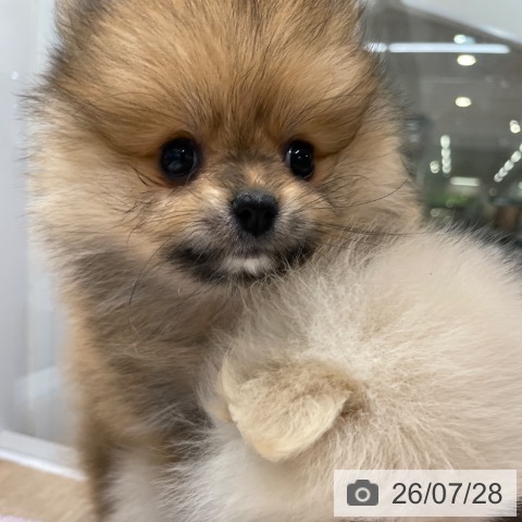 ポメラニアンの写真