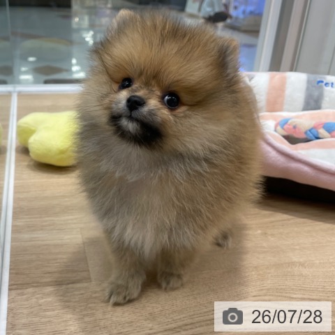 ポメラニアンの写真
