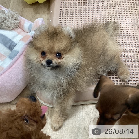 福岡県のポメラニアン (ペットプラス 八幡東店/2026年5月27日生まれ/男の子/オレンジ)の子犬の3枚目の画像