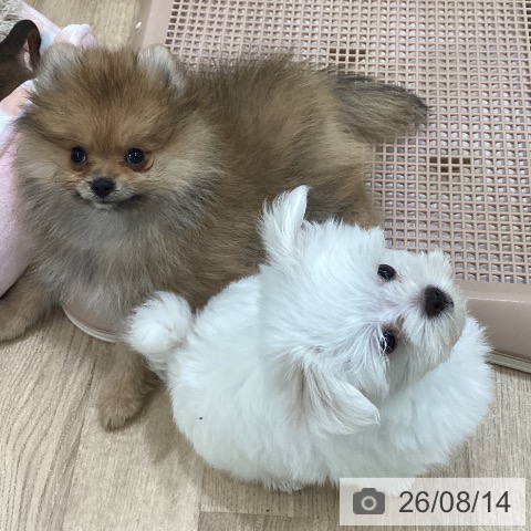 福岡県のポメラニアン (ペットプラス 八幡東店/2026年5月27日生まれ/男の子/オレンジ)の子犬の3枚目の画像