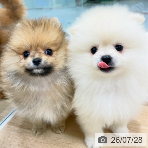 ポメラニアンの写真