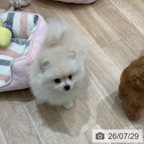 ポメラニアンの写真
