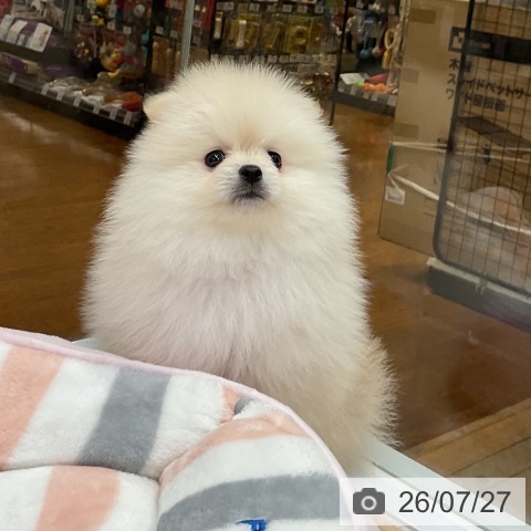 ポメラニアンの写真