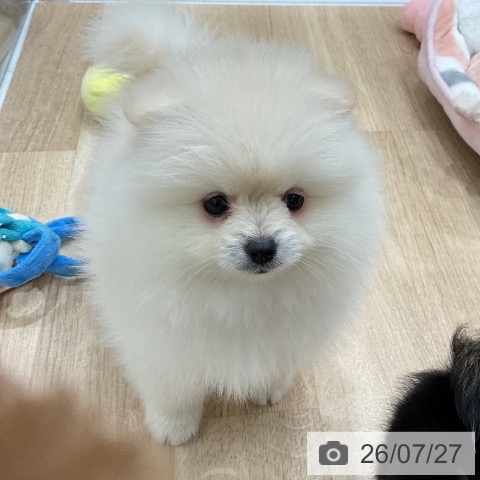 ポメラニアンの写真