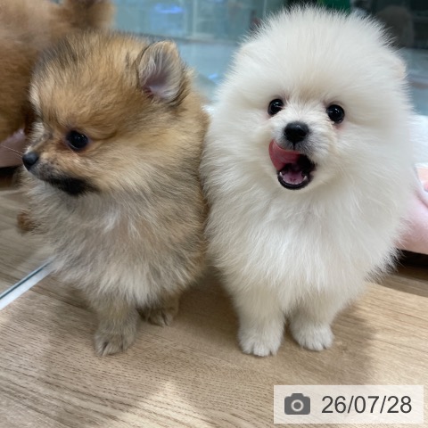 ポメラニアンの写真