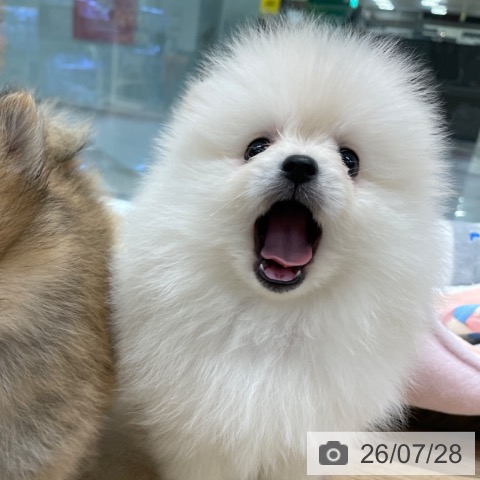 ポメラニアンの写真