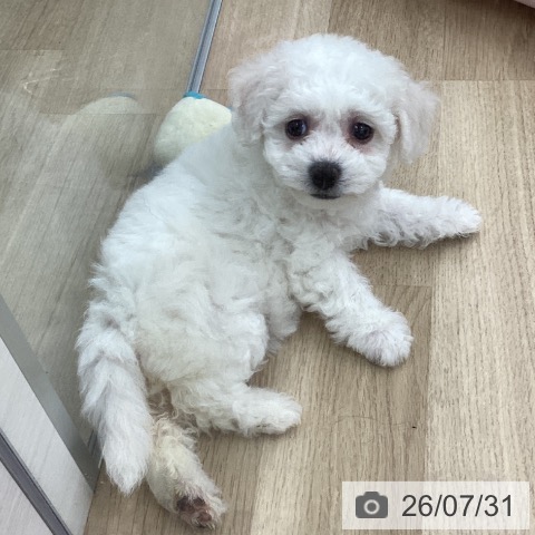 福岡県のビションフリーゼ (ペットプラス 春日店/2026年5月27日生まれ/女の子/ホワイト)の子犬の4枚目の画像