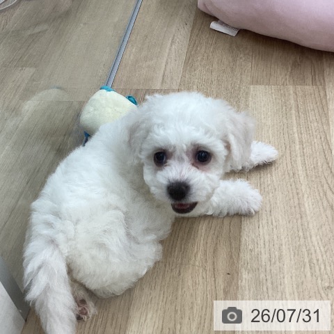 福岡県のビションフリーゼ (ペットプラス 春日店/2026年5月27日生まれ/女の子/ホワイト)の子犬の3枚目の画像