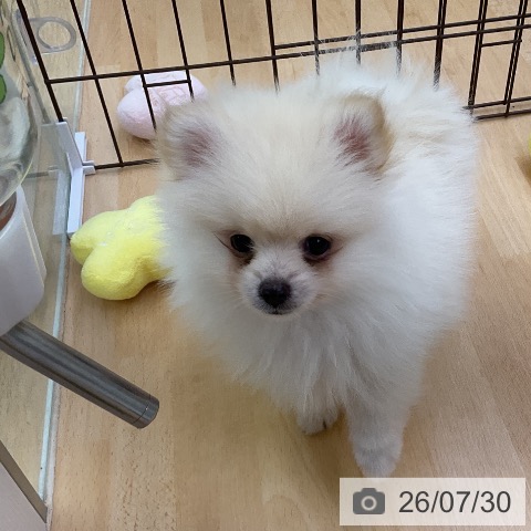 福岡県のポメラニアン (ペットプラス 福岡店/2026年5月25日生まれ/男の子/クリーム)の子犬の4枚目の画像