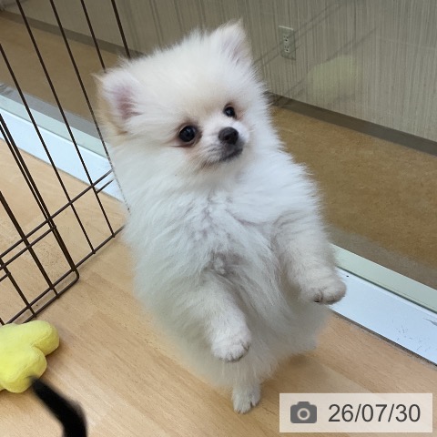 福岡県のポメラニアン (ペットプラス 福岡店/2026年5月25日生まれ/男の子/クリーム)の子犬の3枚目の画像