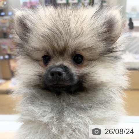 福岡県のポメラニアン (ペットプラス MARK IS 福岡ももち店/2026年5月25日生まれ/男の子/ウルフセーブル)の子犬の4枚目の画像