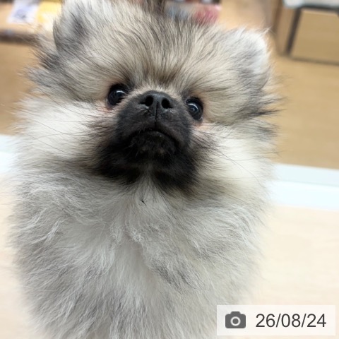 福岡県のポメラニアン (ペットプラス MARK IS 福岡ももち店/2026年5月25日生まれ/男の子/ウルフセーブル)の子犬の3枚目の画像
