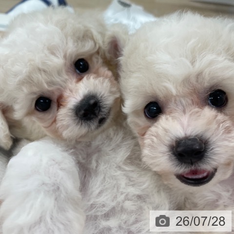 ビション・フリーゼの写真