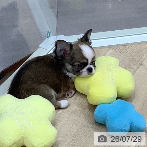東京都のチワワ(ロング) (ペットプラス 日の出店/2026年5月27日生まれ/男の子/レッドホワイト)の子犬の4枚目の画像