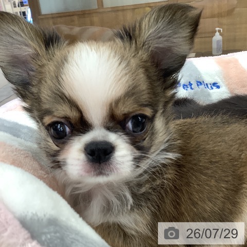 東京都のチワワ(ロング) (ペットプラス 日の出店/2026年5月27日生まれ/男の子/レッドホワイト)の子犬の3枚目の画像