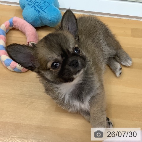 長野県のチワワ(ロング) (ペットプラス 松本店/2026年5月26日生まれ/男の子/レッドホワイト)の子犬の3枚目の画像