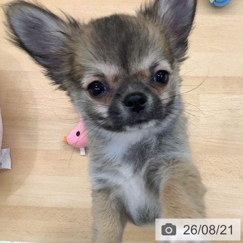長野県のチワワ(ロング) (ペットプラス 松本店/2026年5月26日生まれ/男の子/レッドホワイト)の子犬の4枚目の画像