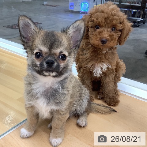 長野県のチワワ(ロング) (ペットプラス 松本店/2026年5月26日生まれ/男の子/レッドホワイト)の子犬の3枚目の画像