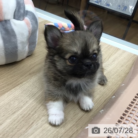 福島県のチワワ(ロング) (ペットプラス 福島店/2026年5月26日生まれ/女の子/レッドホワイト)の子犬の4枚目の画像