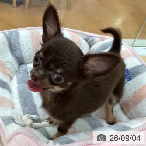 チワワの写真