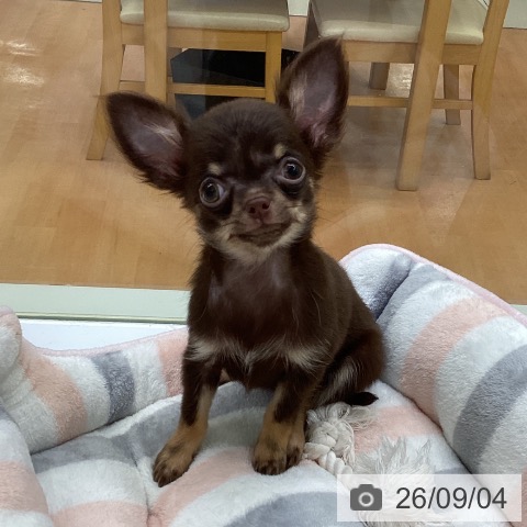 チワワの写真