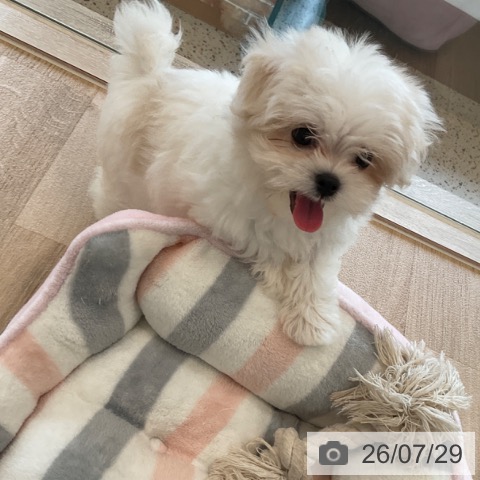マルチーズの写真