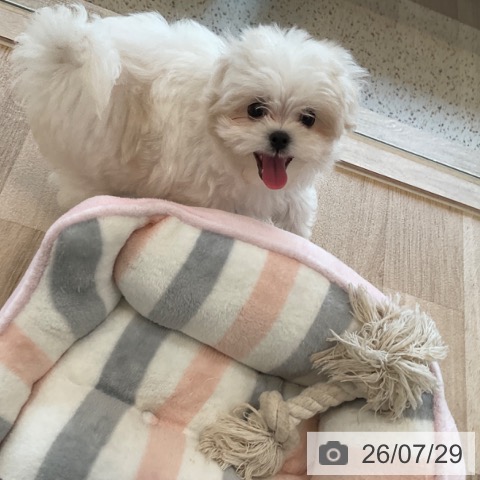 マルチーズの写真