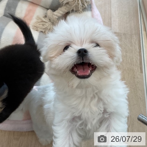 マルチーズの写真