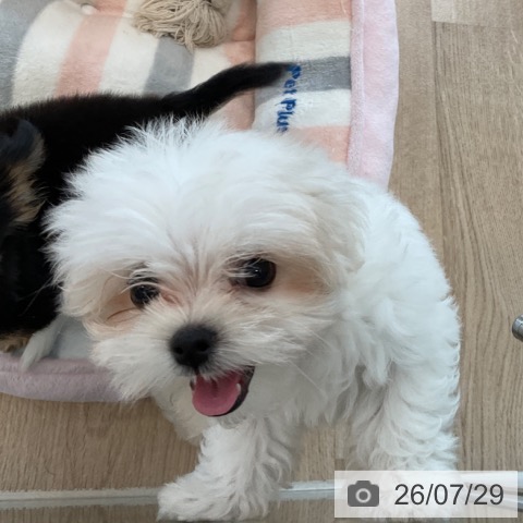 マルチーズの写真
