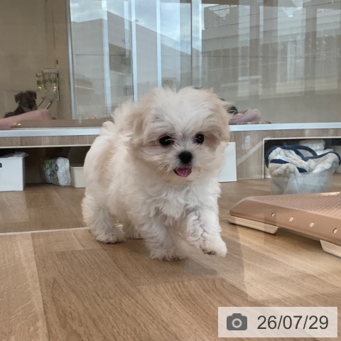 マルチーズの写真