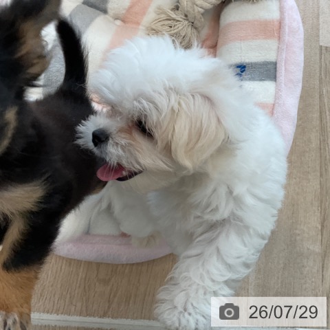 マルチーズの写真