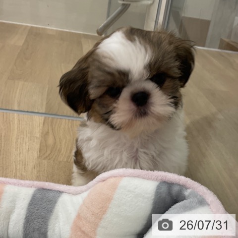福岡県のシーズー (ペットプラス 春日店/2026年5月27日生まれ/男の子/ゴールドホワイト)の子犬の4枚目の画像