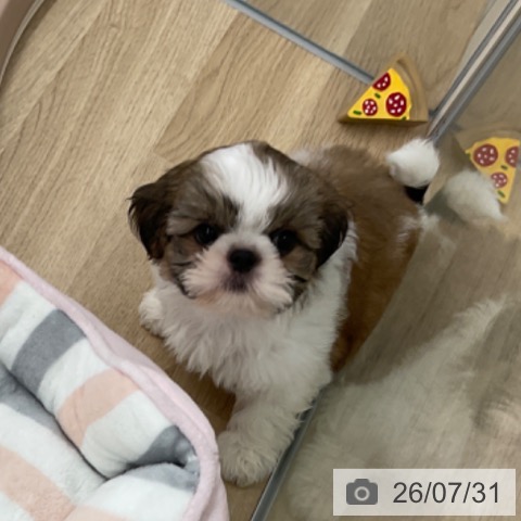福岡県のシーズー (ペットプラス 春日店/2026年5月27日生まれ/男の子/ゴールドホワイト)の子犬の3枚目の画像