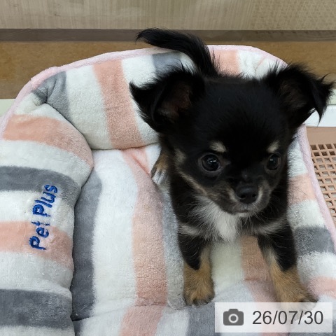福岡県のチワワ(ロング) (ペットプラス 福岡店/2026年5月28日生まれ/男の子/ブラックタンホワイト)の子犬の4枚目の画像
