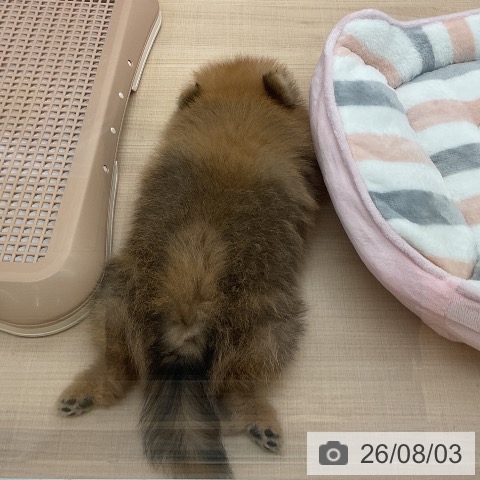 埼玉県のポメラニアン (ペッツワン 浦和美園店/2026年5月26日生まれ/男の子/オレンジ)の子犬の3枚目の画像