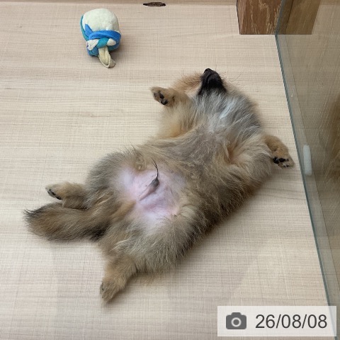 埼玉県のポメラニアン (ペッツワン 浦和美園店/2026年5月26日生まれ/男の子/オレンジ)の子犬の4枚目の画像