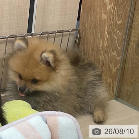 埼玉県のポメラニアン (ペッツワン 浦和美園店/2026年5月26日生まれ/男の子/オレンジ)の子犬の3枚目の画像