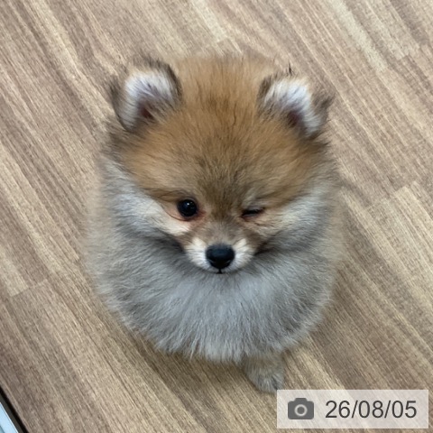 茨城県のポメラニアン (ペッツワン 古河店/2026年5月28日生まれ/男の子/オレンジ)の子犬の4枚目の画像