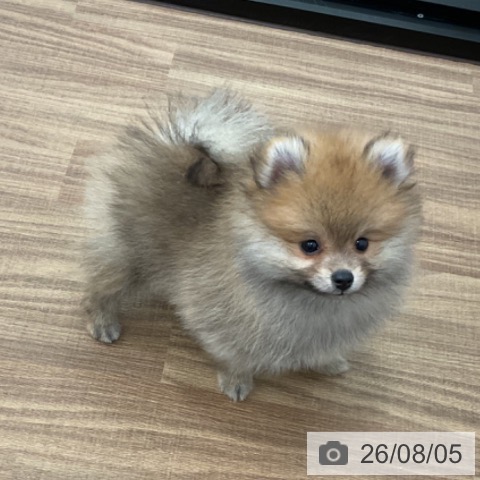 茨城県のポメラニアン (ペッツワン 古河店/2026年5月28日生まれ/男の子/オレンジ)の子犬の4枚目の画像