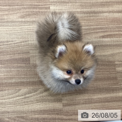 茨城県のポメラニアン (ペッツワン 古河店/2026年5月28日生まれ/男の子/オレンジ)の子犬の4枚目の画像