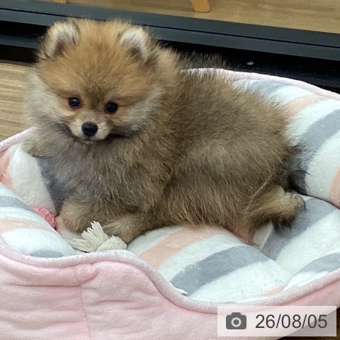 茨城県のポメラニアン (ペッツワン 古河店/2026年5月28日生まれ/男の子/オレンジ)の子犬の3枚目の画像