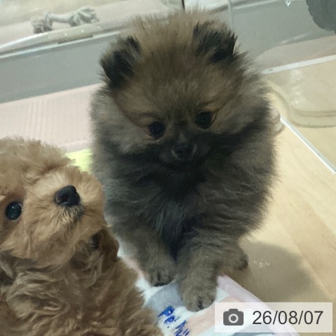 鹿児島県のポメラニアン (ペットプラス 姶良店/2026年5月28日生まれ/女の子/オレンジ)の子犬の4枚目の画像
