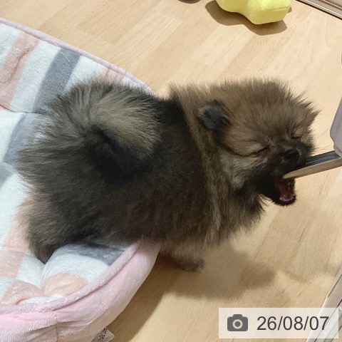 鹿児島県のポメラニアン (ペットプラス 姶良店/2026年5月28日生まれ/女の子/オレンジ)の子犬の3枚目の画像