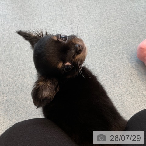 チワワの写真