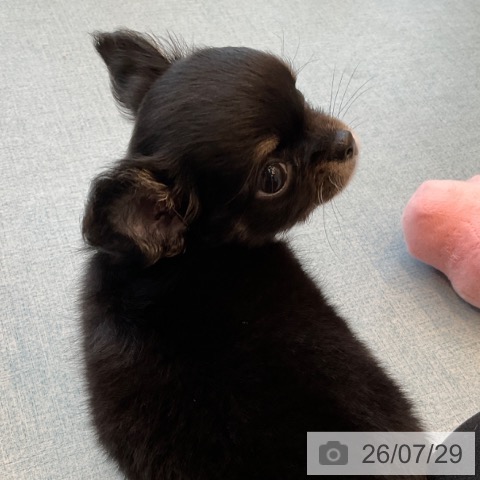 チワワの写真