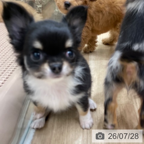 チワワの写真